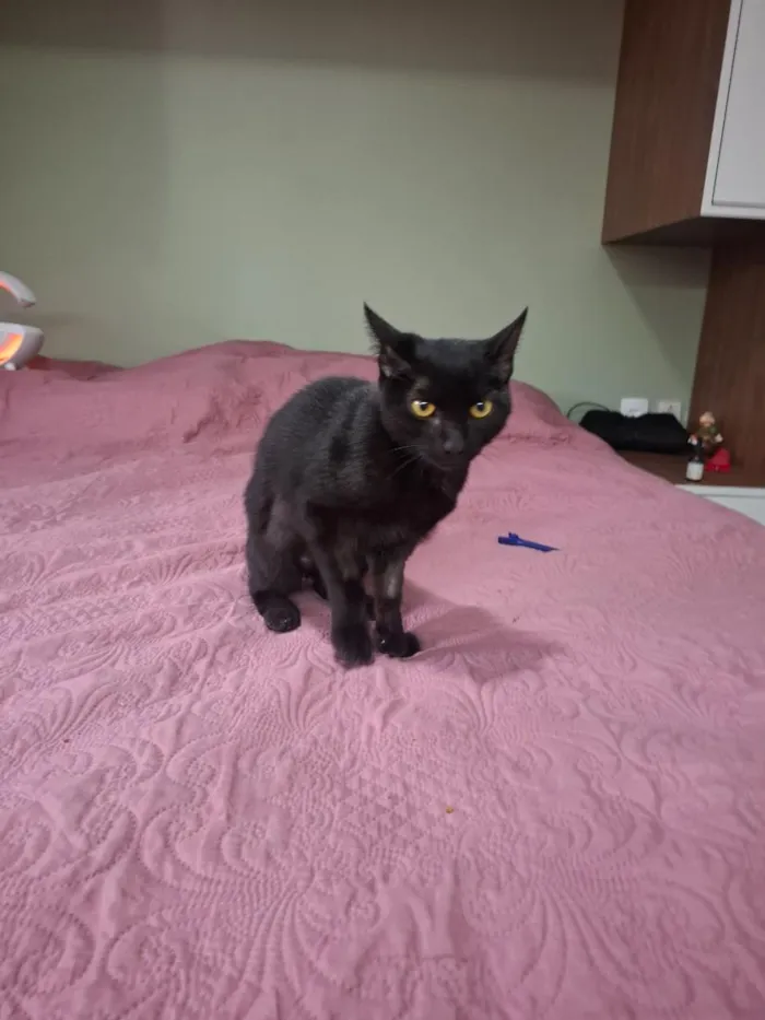 Gato raça SRD-ViraLata idade Abaixo de 2 meses nome Pérola Negra