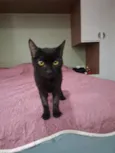 Pérola Negra