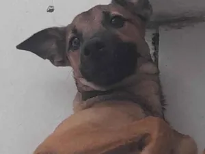 Cachorro raça SRD-ViraLata idade 2 a 6 meses nome pudim