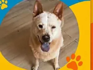 Cachorro raça SRD-ViraLata idade 2 anos nome bleit