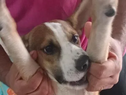 Cachorro raça SRD-ViraLata idade 1 ano nome susy 