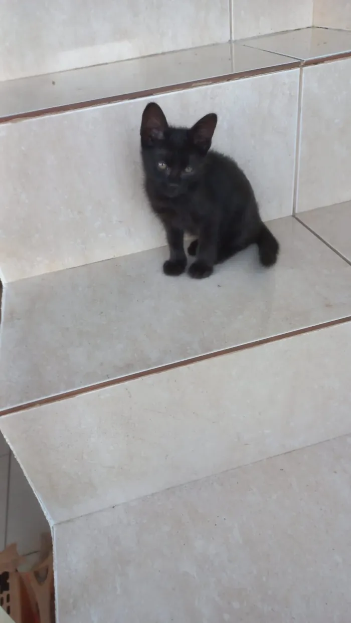 Gato raça SRD-ViraLata idade 2 a 6 meses nome Nutella bb2meses