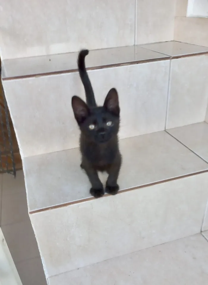 Gato raça SRD-ViraLata idade 2 a 6 meses nome Nutella bb2meses