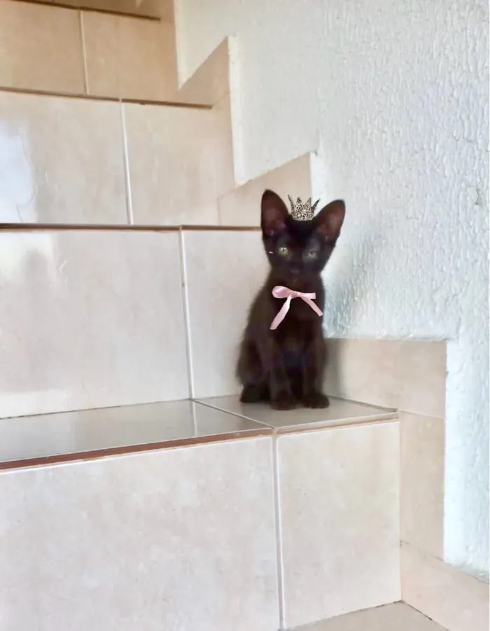 Gato raça SRD-ViraLata idade 2 a 6 meses nome Nutella bb2meses