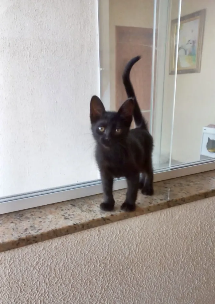 Gato raça SRD-ViraLata idade 2 a 6 meses nome Nutella bb2meses