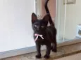 Nutella bb2meses