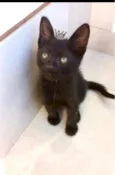 Miao bb2 meses lindo