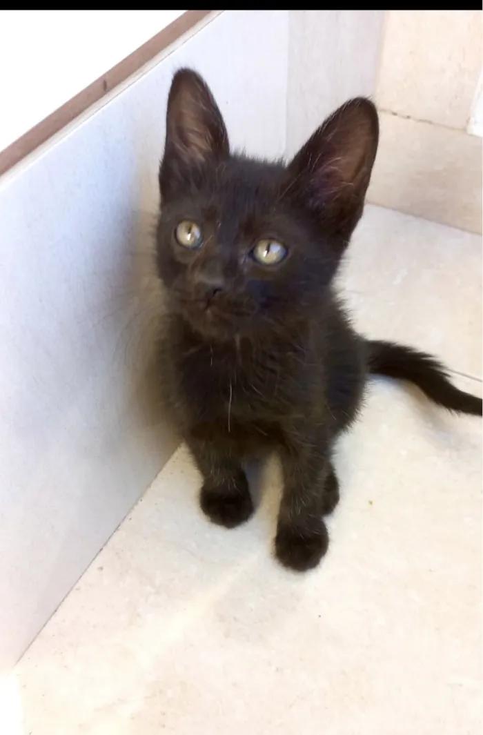 Gato raça SRD-ViraLata idade Abaixo de 2 meses nome Miao bb2 meses lindo 