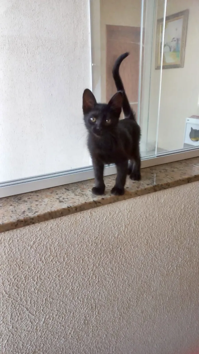 Gato raça SRD-ViraLata idade Abaixo de 2 meses nome Miao bb2 meses lindo 