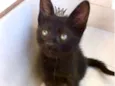 Miao bb2 meses lindo