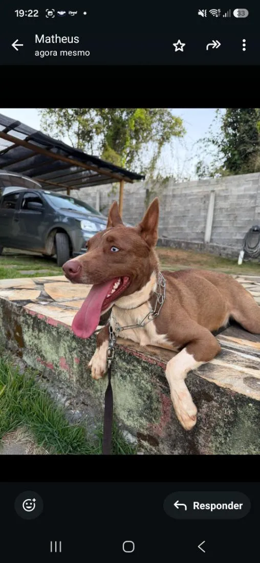 Cachorro raça SRD-ViraLata idade 1 ano nome Luna