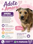 AMORA