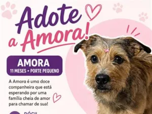 Cachorro raça SRD-ViraLata idade 7 a 11 meses nome AMORA