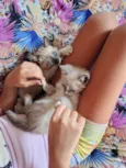 Casal de Gatos