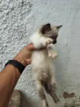 Casal de Gatos