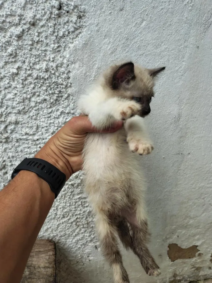 Gato raça SRD-ViraLata idade 2 a 6 meses nome Casal de Gatos