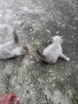 Casal de Gatos