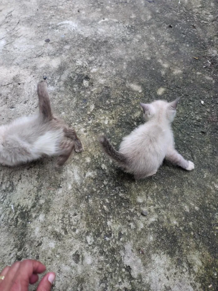 Gato raça SRD-ViraLata idade 2 a 6 meses nome Casal de Gatos
