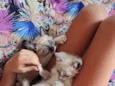 Casal de Gatos