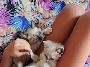 Gato raça SRD-ViraLata idade 2 a 6 meses nome Casal de Gatos