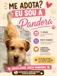 Pandora