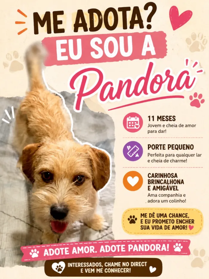 Cachorro raça SRD-ViraLata idade 7 a 11 meses nome Pandora