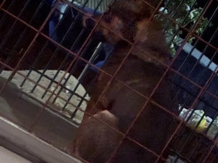 Cachorro raça SRD-ViraLata idade 2 anos nome Rambo
