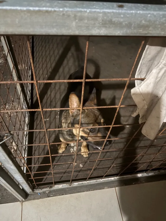 Cachorro raça SRD-ViraLata idade 2 anos nome Rambo