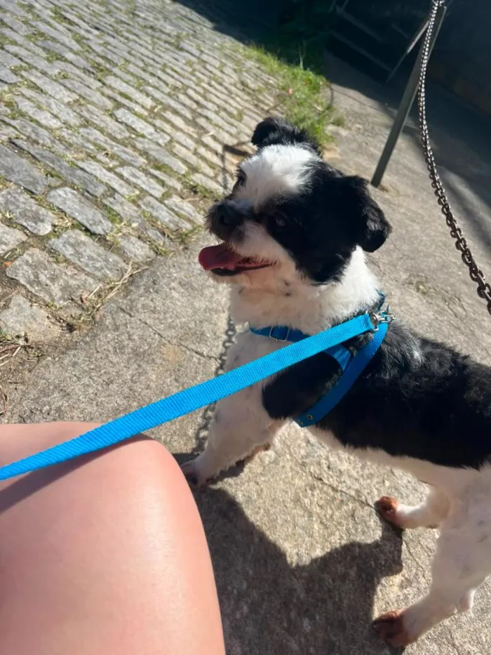 Cachorro raça Shitzu idade 2 anos nome luke