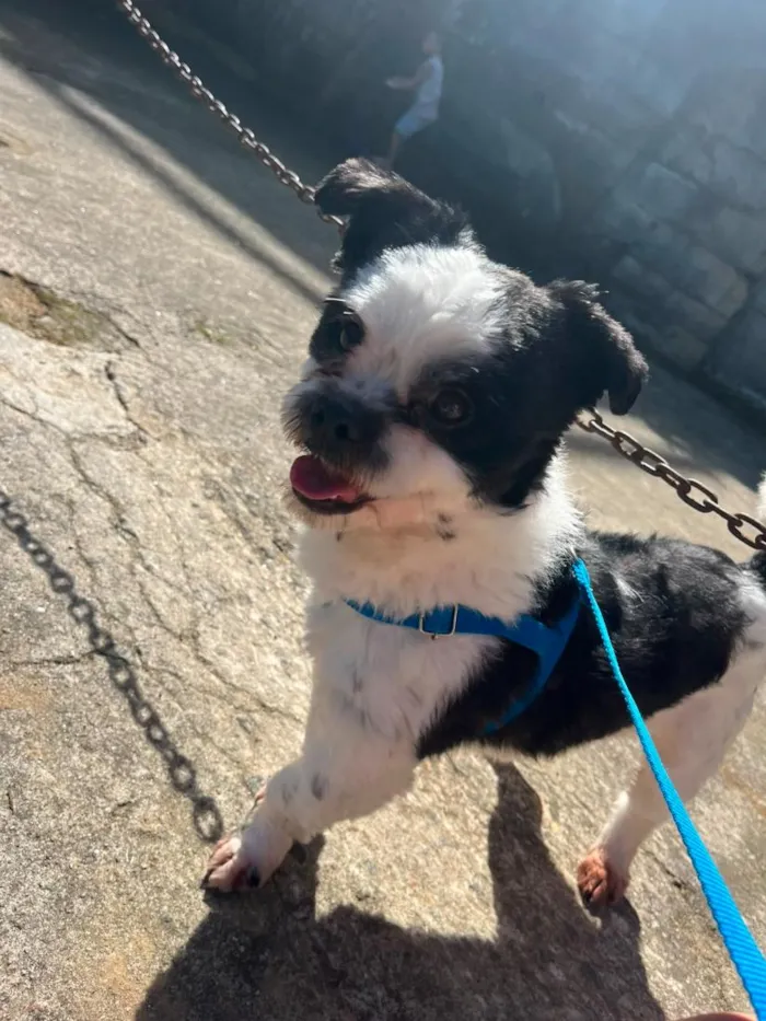Cachorro raça Shitzu idade 2 anos nome luke