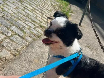 Cachorro raça Shitzu idade 2 anos nome luke