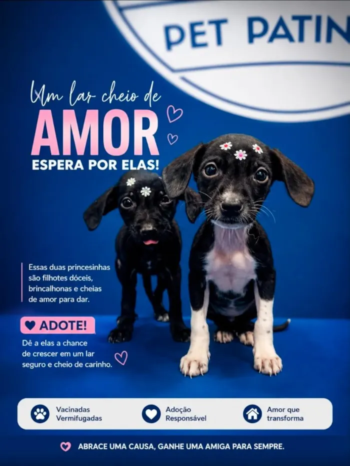 Cachorro raça SRD-ViraLata idade 2 a 6 meses nome Não tem nome 