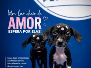 Cachorro raça SRD-ViraLata idade 2 a 6 meses nome Não tem nome 