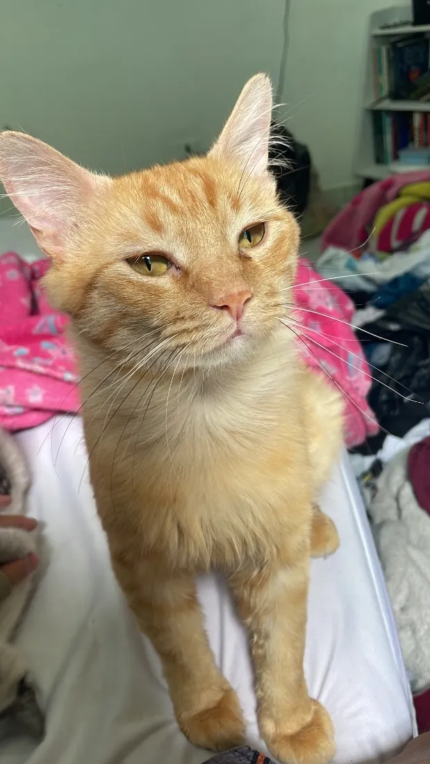 Gato raça SRD-ViraLata idade 2 anos nome Sheldon