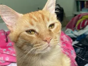 Gato raça SRD-ViraLata idade 2 anos nome Sheldon