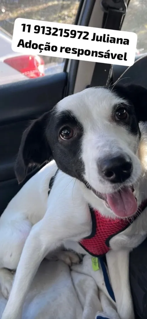 Cachorro raça SRD-ViraLata idade 1 ano nome Amora