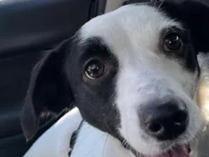 Cachorro raça SRD-ViraLata idade 1 ano nome Amora