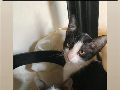 Gato raça SRD-ViraLata idade 2 a 6 meses nome Gato