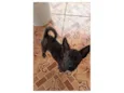 Cachorrinhos ??