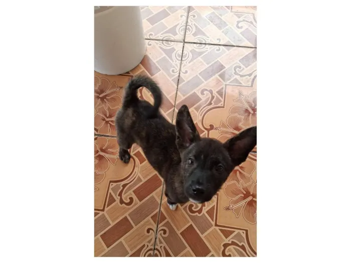 Cachorro raça SRD-ViraLata idade 2 a 6 meses nome Cachorrinhos ??