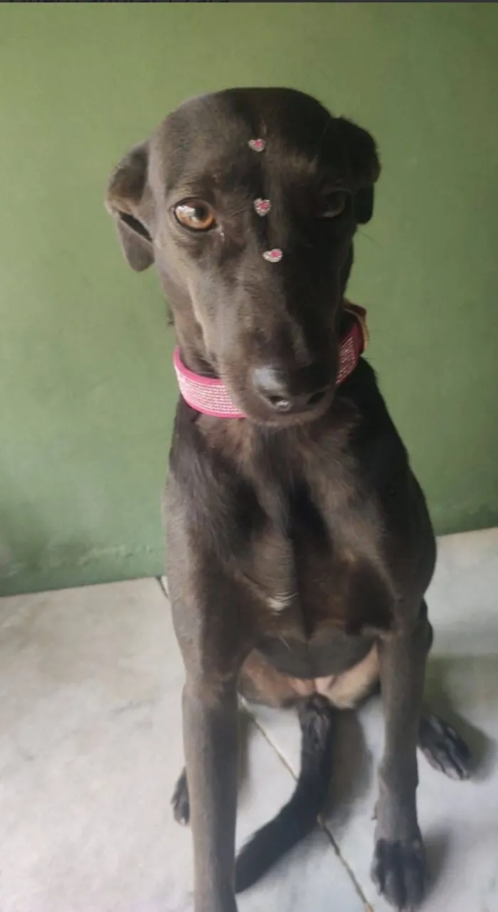 Cachorro raça SRD-ViraLata idade 4 anos nome Zara 