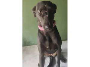 Cachorro raça SRD-ViraLata idade 4 anos nome Zara 