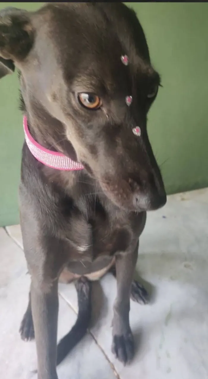 Cachorro raça SRD-ViraLata idade 4 anos nome Zara 