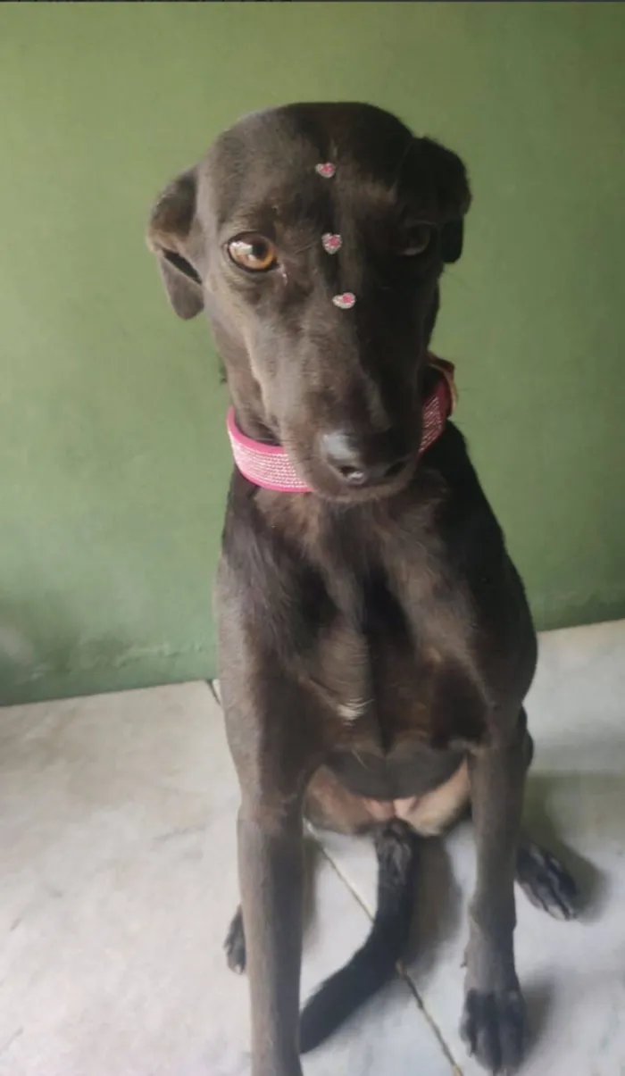Cachorro raça SRD-ViraLata idade 4 anos nome Zara 