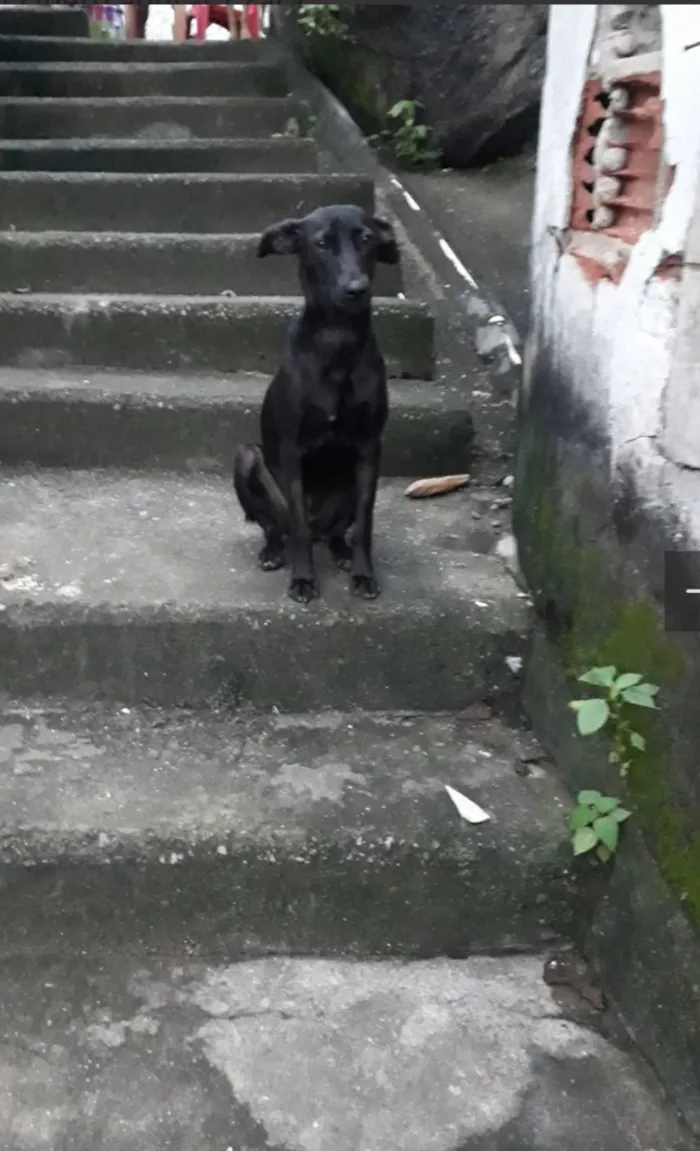 Cachorro raça SRD-ViraLata idade 4 anos nome Zara 