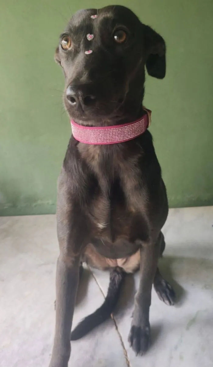 Cachorro raça SRD-ViraLata idade 4 anos nome Zara 