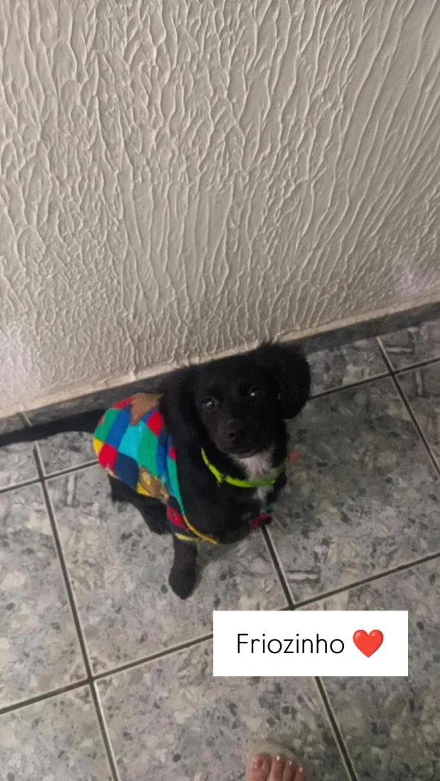 Cachorro raça SRD-ViraLata idade 1 ano nome Pepsi