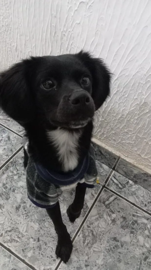 Cachorro raça SRD-ViraLata idade 1 ano nome Pepsi