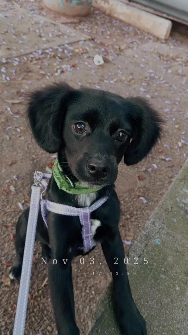 Cachorro raça SRD-ViraLata idade 1 ano nome Pepsi
