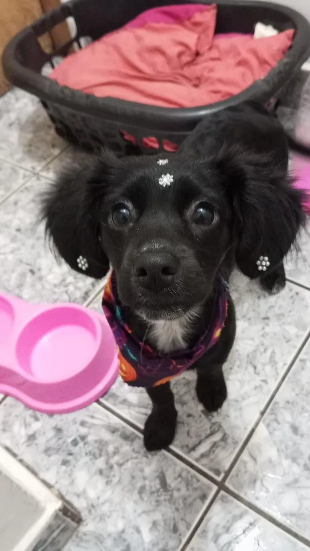 Cachorro raça SRD-ViraLata idade 1 ano nome Pepsi